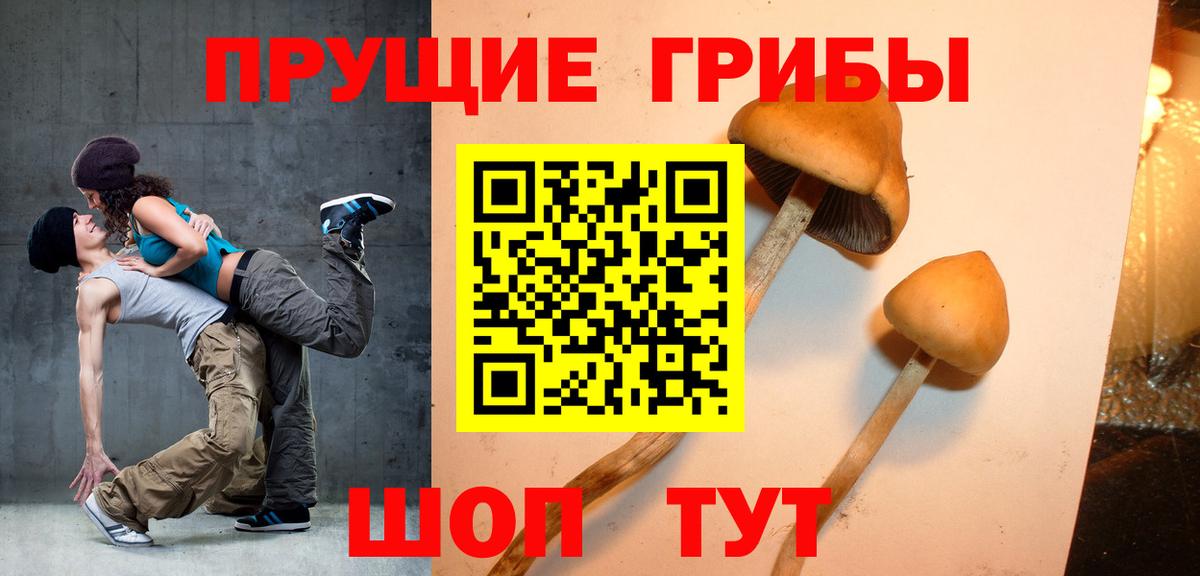 Галлюциногенные грибы Psilocybe Елец